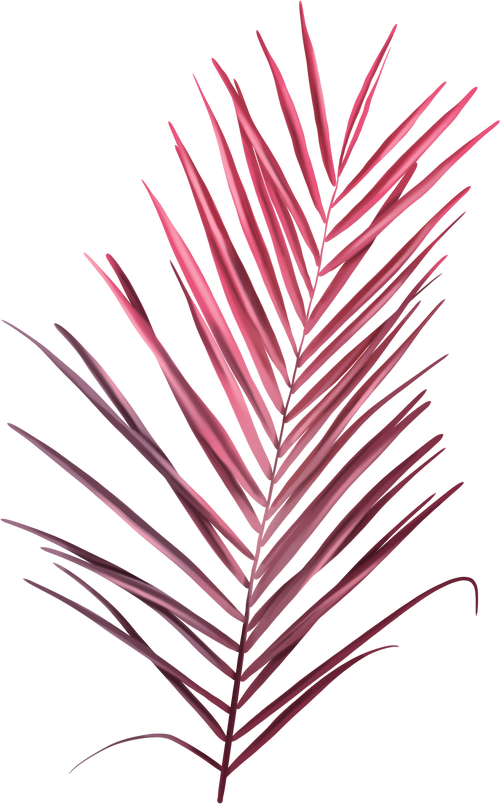 Watercolor pink palm leaf. Tropical foliage